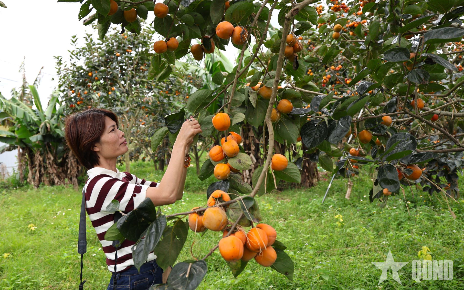 Đà Lạt rực rỡ mùa hồng chín